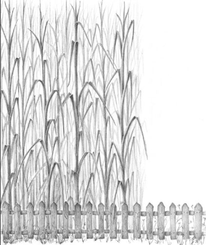 Going Carbon-Neutral With Miscanthus